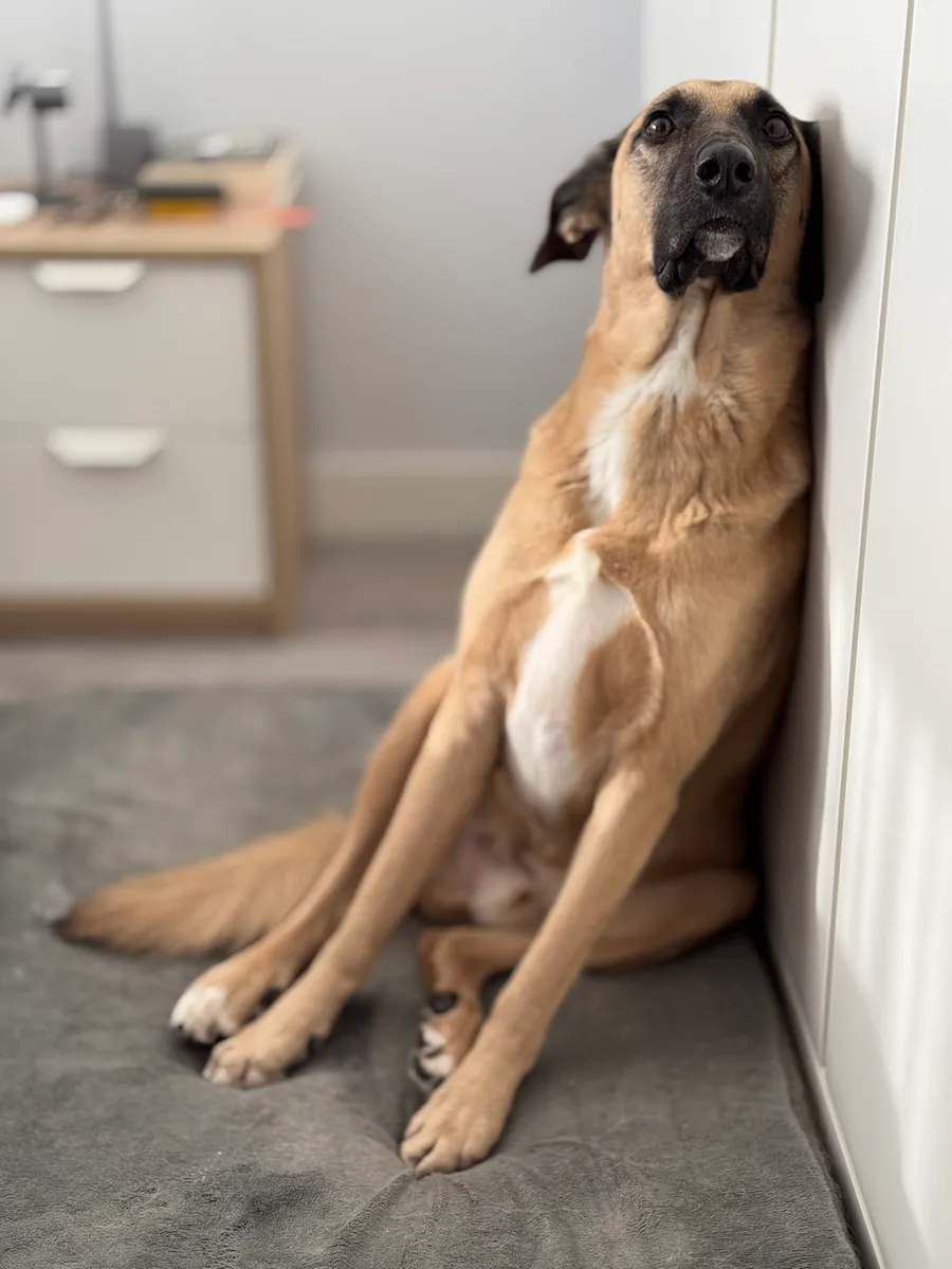 Eddie, o cão do estúdio, escorregado contra a parede